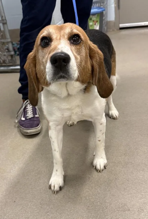 An adult small-sized male Beagle dog named Kai for adoption in Millersville, MD