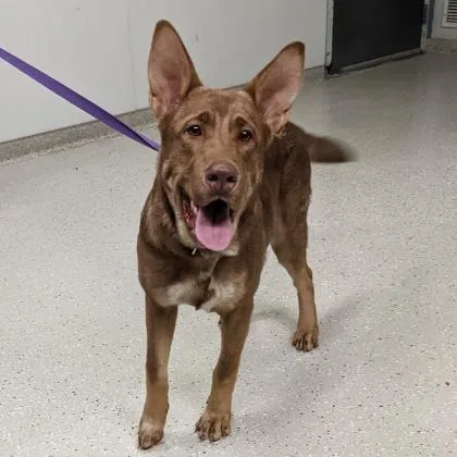 An adult large-sized male German Shepherd Dog dog named Tucker for adoption in Indianapolis, IN