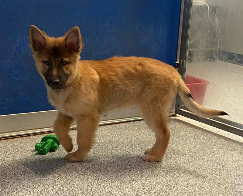 A baby large-sized male German Shepherd Dog dog named Ozzie for adoption in Bartlesville, OK