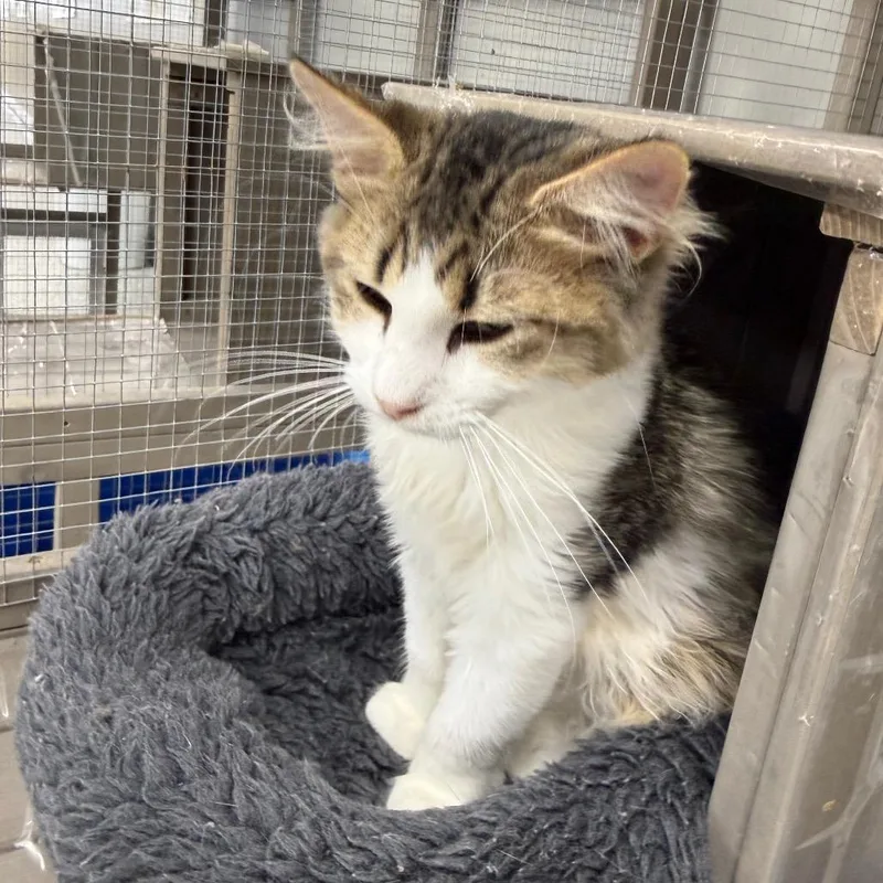A baby small-sized female Domestic Long Hair cat named Maisie for adoption in Carroll, IA