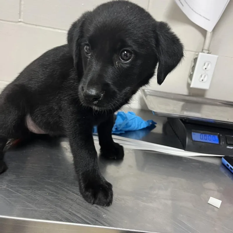 Kiki
