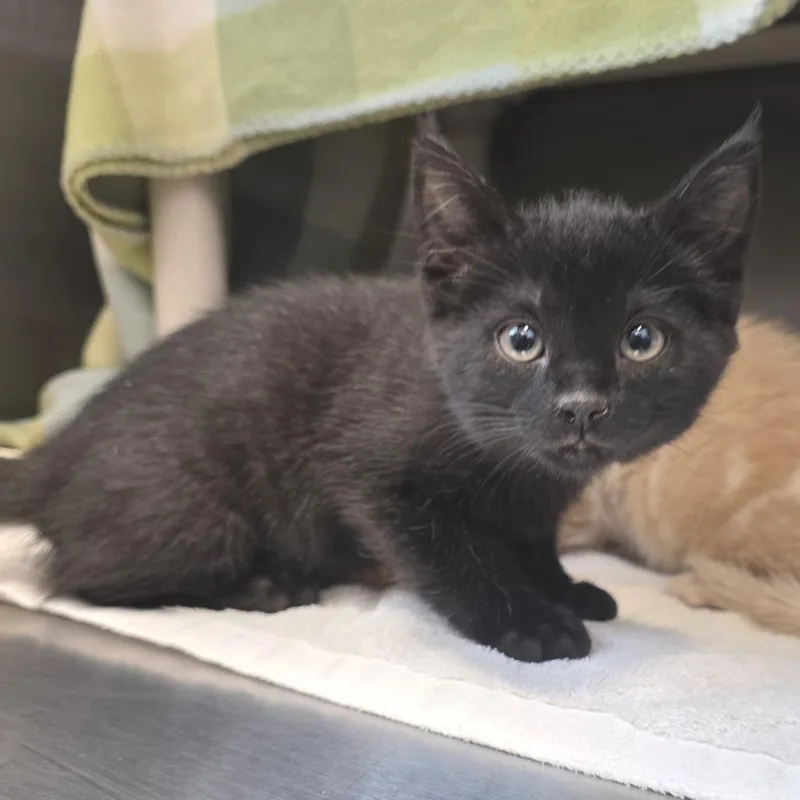 A baby small-sized male Black Domestic Short Hair cat named Ebony for adoption in Fort Wayne, IN