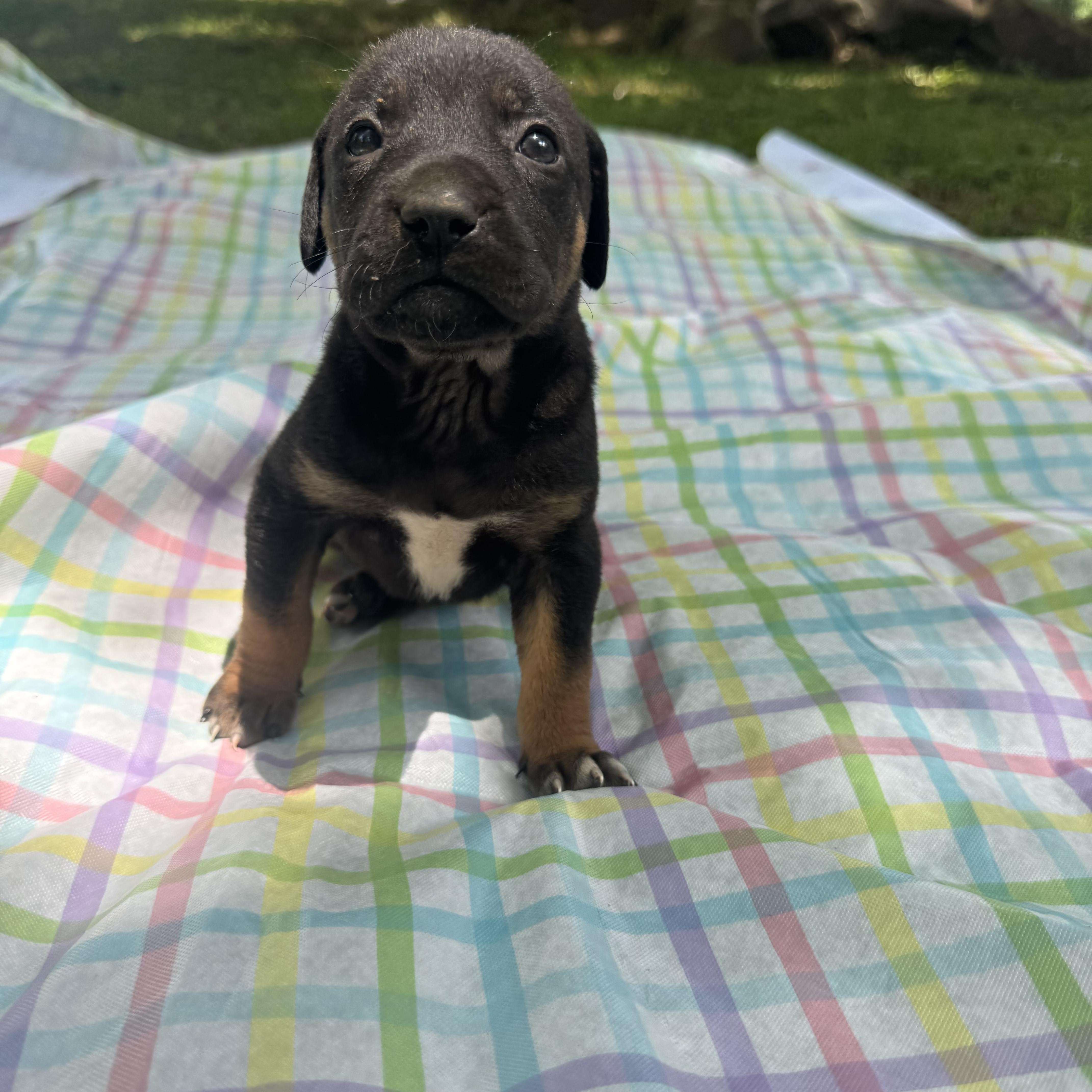 A baby small-sized male Black Chiweenie dog named Sammy for adoption in Newfoundland, NJ