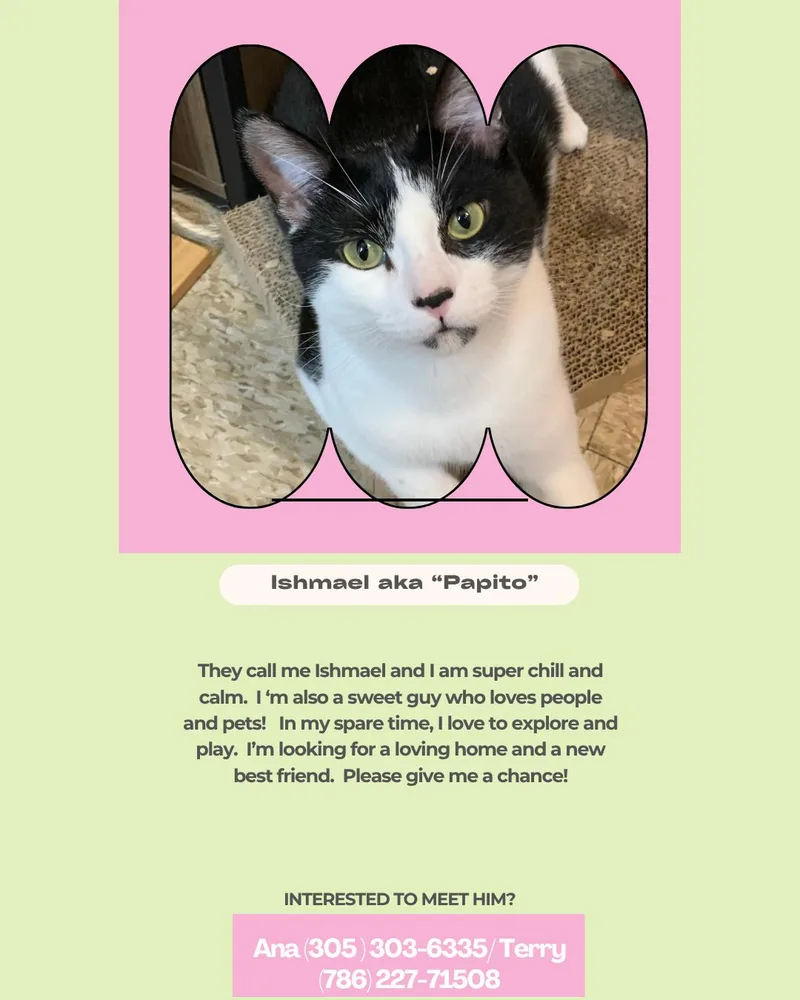 An adult medium-sized male Domestic Short Hair cat named Papito for adoption in Miami, FL