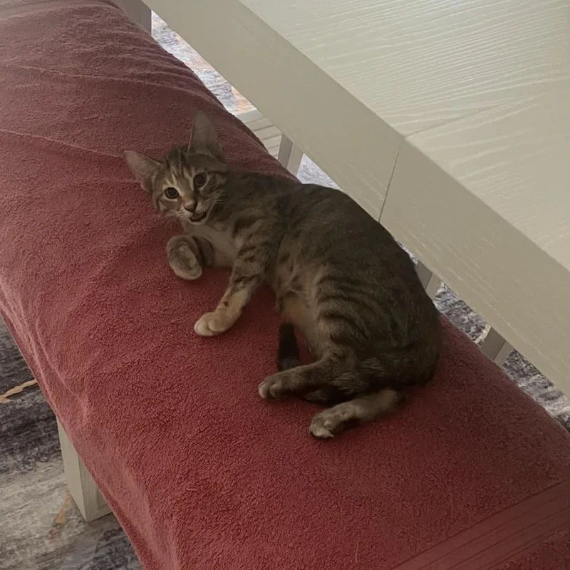 An adult medium-sized female Brown / Chocolate Domestic Short Hair cat named Gizmo for adoption in Wheeling, IL