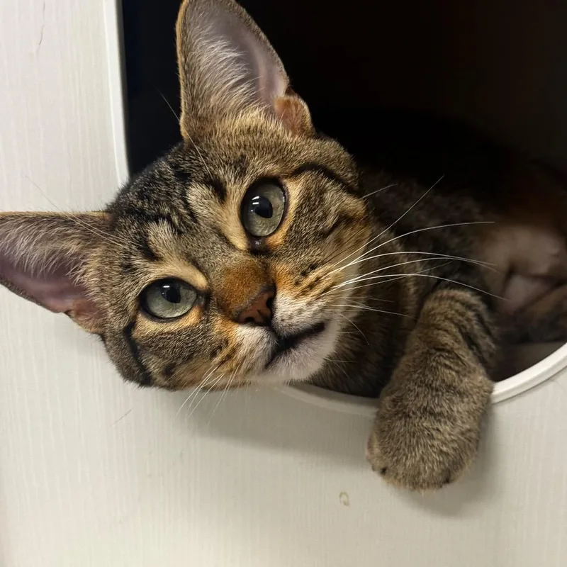 Gizmo thumbnail 6