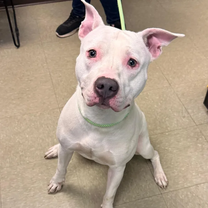 A baby small-sized female White / Cream Pit Bull Terrier dog named Kokomo for adoption in Birdsboro, PA