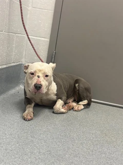 An adult medium-sized female Pit Bull Terrier dog named Molly for adoption in Indianapolis, IN
