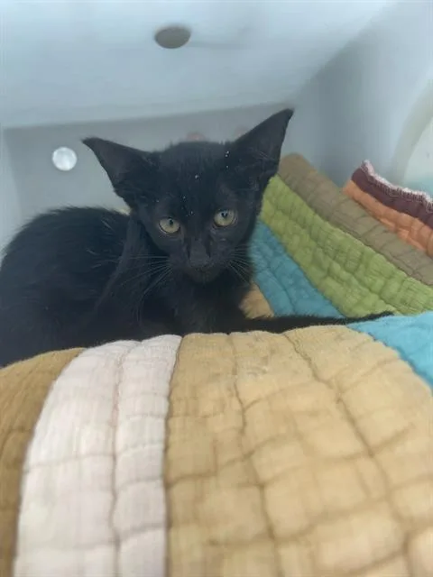 A baby large-sized female Domestic Short Hair cat named Kit Kat for adoption in Dallas, TX