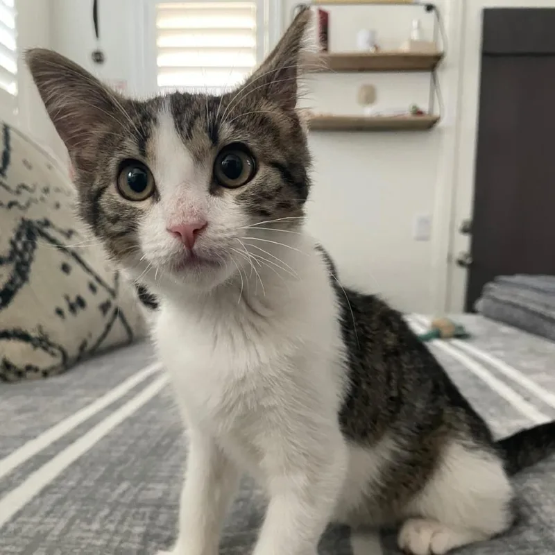 A baby small-sized male Brown / Chocolate Domestic Short Hair cat named Stewart for adoption in Los Angeles, CA