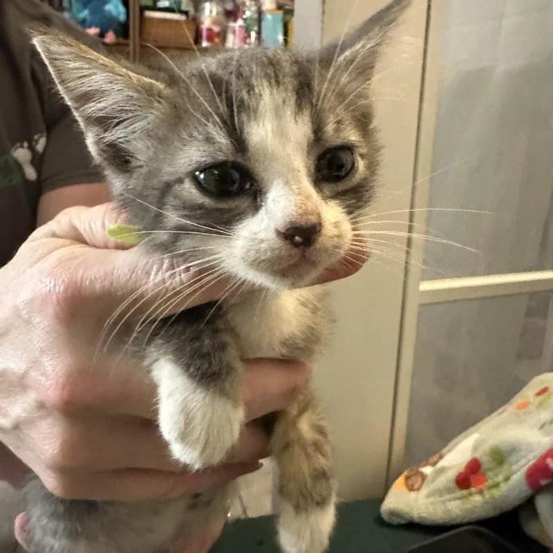 A baby small-sized male Gray / Blue / Silver Domestic Short Hair cat named Jordan for adoption in Webster, TX