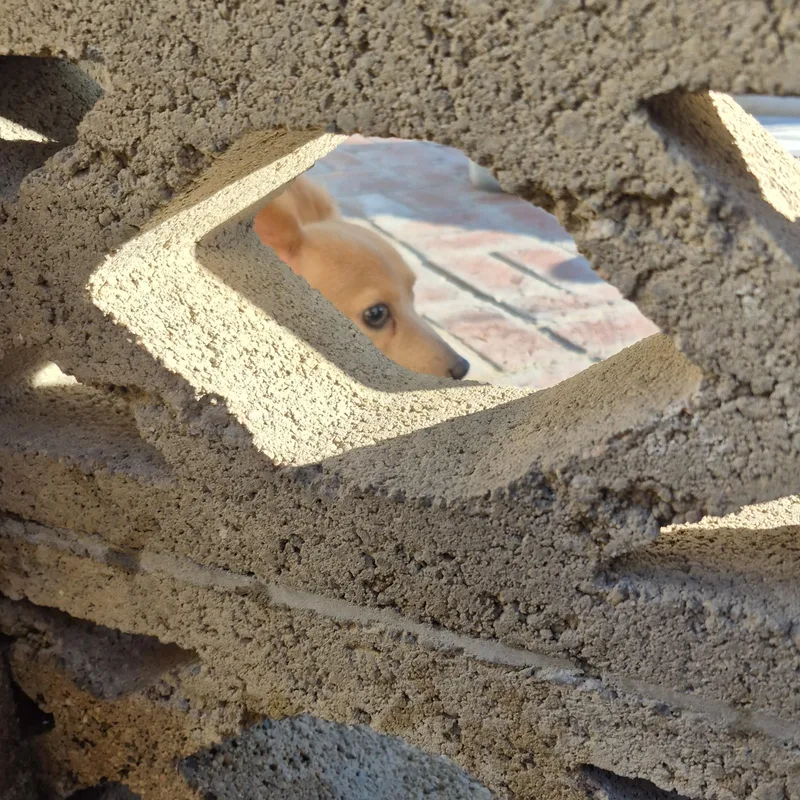 Peekaboo Pommie thumbnail 2