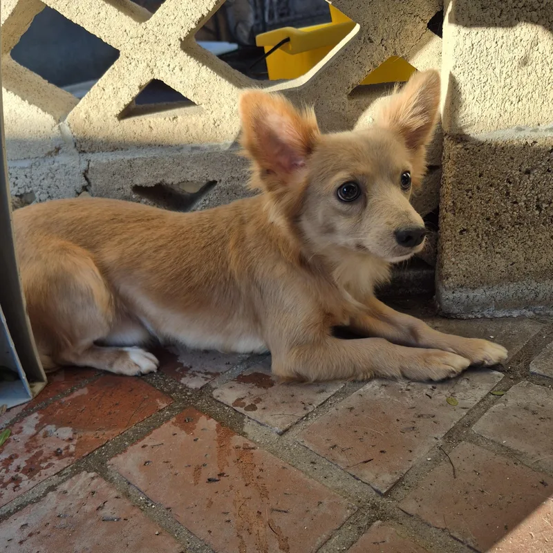 Peekaboo Pommie thumbnail 3