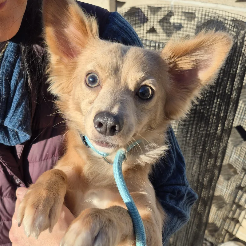 Peekaboo Pommie thumbnail 4