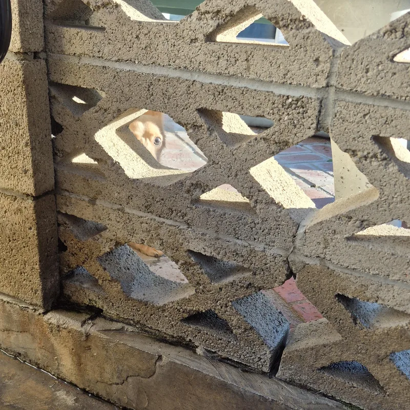 Peekaboo Pommie thumbnail 5