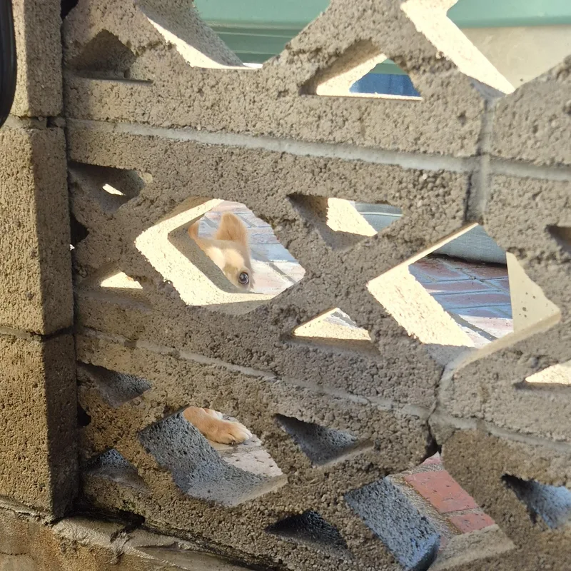 Peekaboo Pommie thumbnail 6