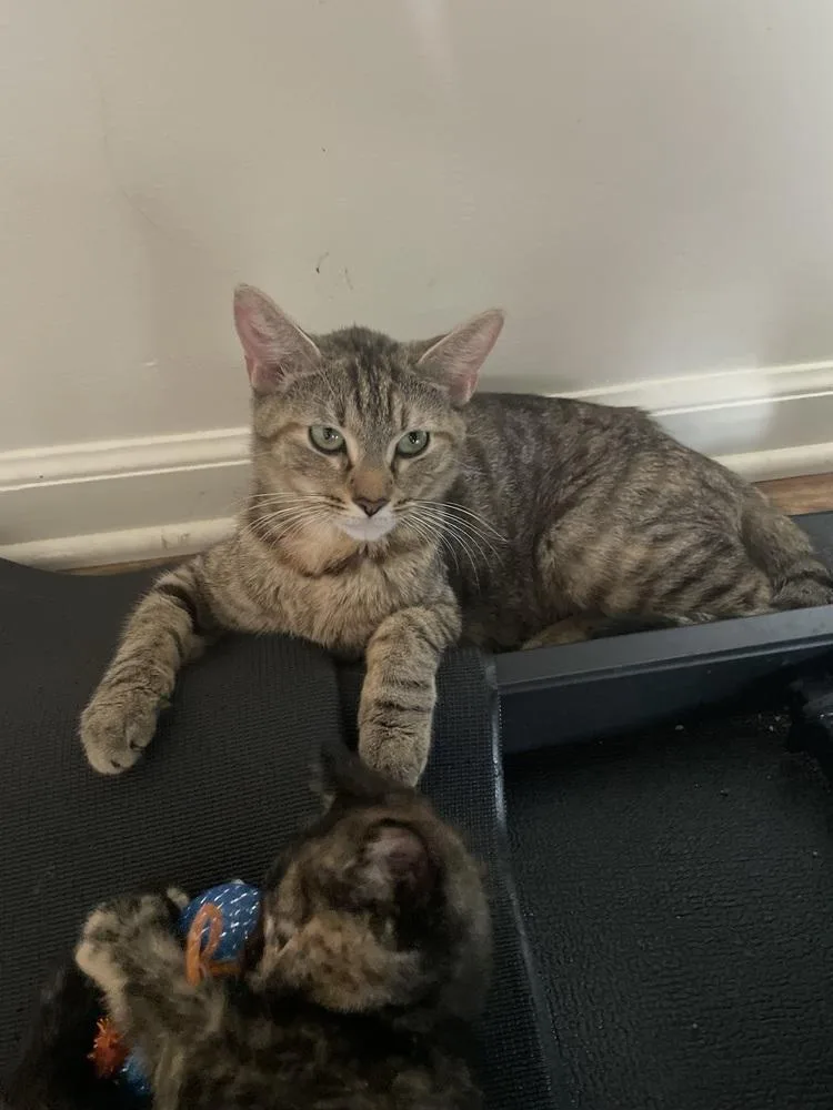 An adult medium-sized female Domestic Short Hair cat named Belle for adoption in Telford, PA