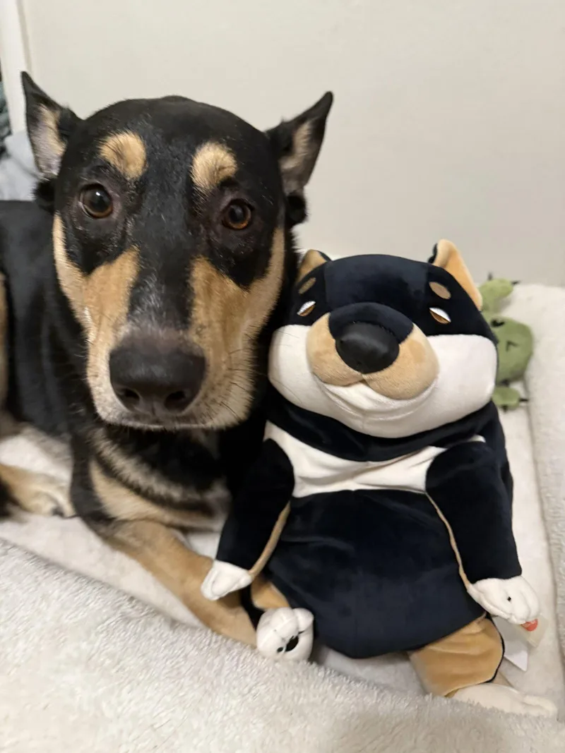 An adult large-sized female Shepherd dog named Luna Meatball for adoption in Fort Collins, CO