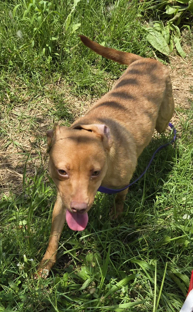 A young medium-sized female Labrador Retriever dog named Valentine for adoption in Jackson, MS