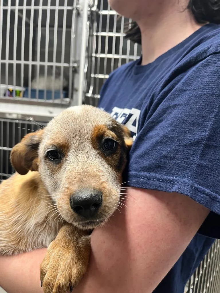 A baby medium-sized male Australian Cattle Dog / Blue Heeler dog named Reef for adoption in Hopkinsville, KY