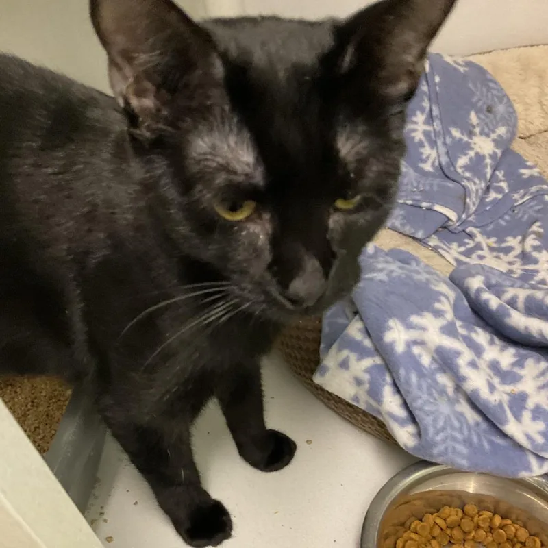 A young medium-sized female Black Domestic Short Hair cat named Selena for adoption in Colorado Springs, CO