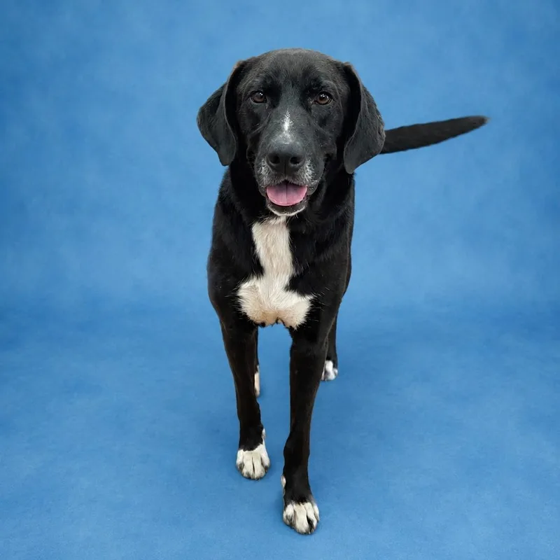 An adult medium-sized male Black Labrador Retriever dog named Al for adoption in Heber Springs, AR