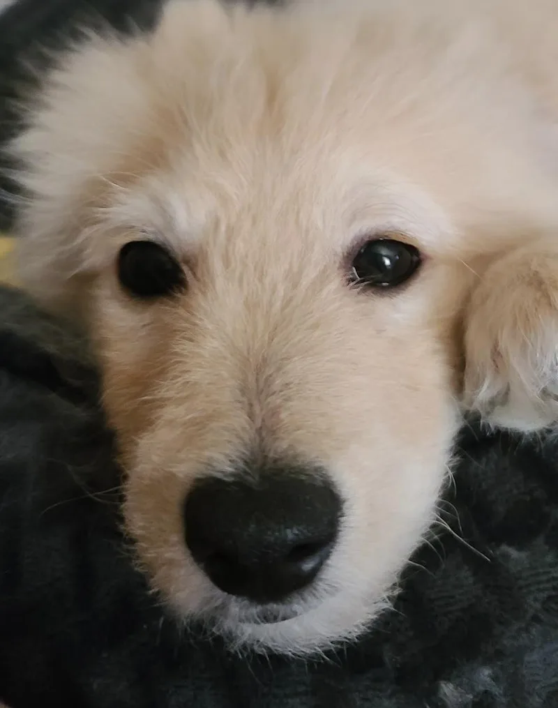 A young small-sized male Golden Poodle (Toy) dog named Fable for adoption in Cerritos, CA