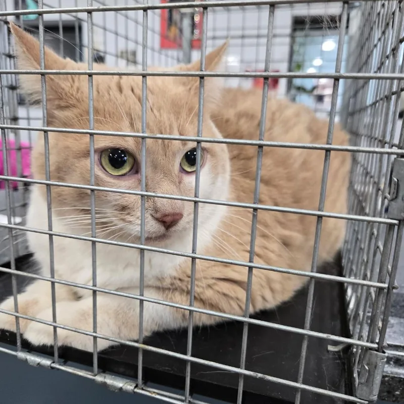 A baby small-sized male Buff / Tan / Fawn Domestic Short Hair cat named Jerome for adoption in Newark, NJ