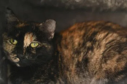 An adult medium-sized female Domestic Short Hair cat named Becky for adoption in Baton Rouge, LA