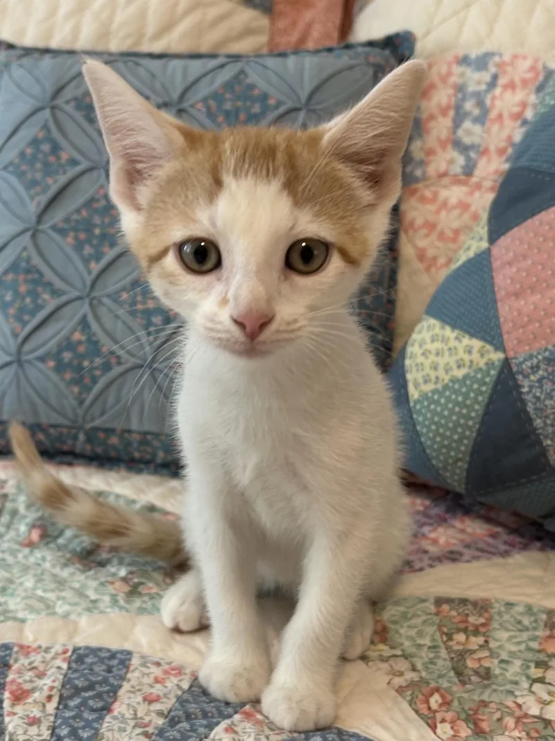 A baby medium-sized male Domestic Short Hair cat named Timmy for adoption in Jeffersonville, IN