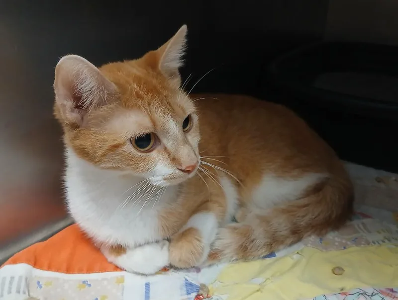 A young small-sized female Domestic Short Hair cat named Maymay for adoption in Ladysmith, WI