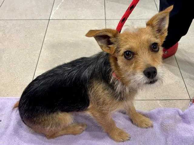An adult small-sized female Mixed Breed dog named Chikis for adoption in Garland, TX