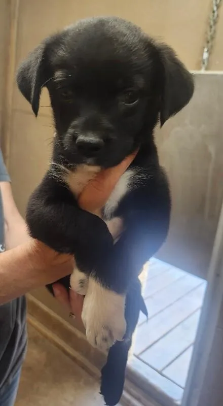 A baby small-sized female Australian Shepherd dog named Heloise for adoption in Windsor, CO