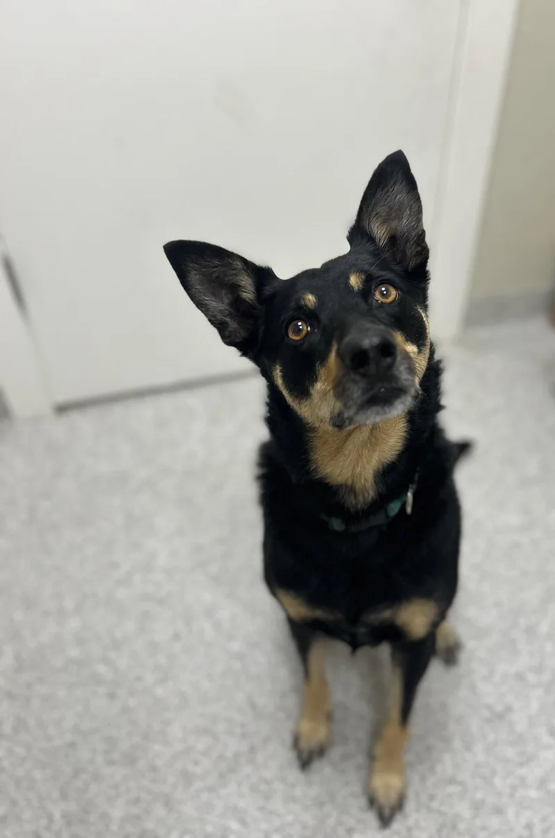 Ziva