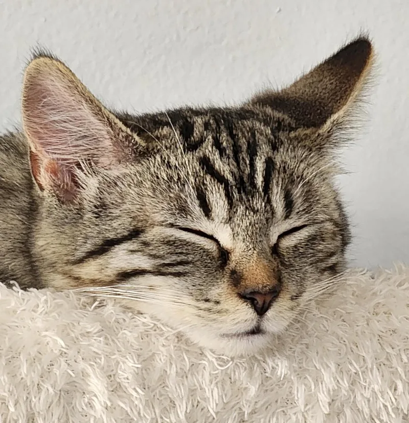 A baby small-sized female Tabby (Buff / Tan / Fawn) Domestic Short Hair cat named Ava for adoption in Maineville, OH