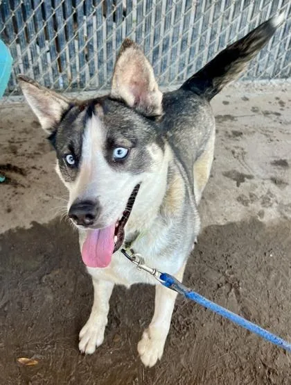 An adult medium-sized female Husky dog named Peppers for adoption in Savannah, GA