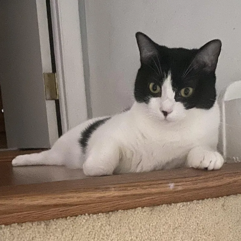 An adult medium-sized female Black & White / Tuxedo Domestic Short Hair cat named Penrose for adoption in Mokena, IL