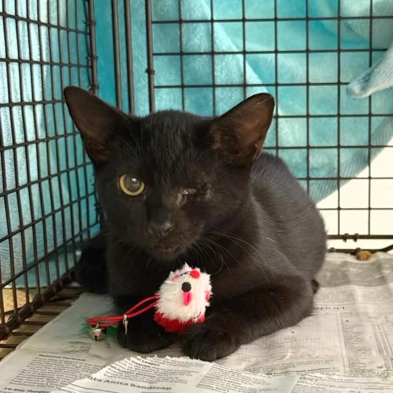 A baby small-sized female Black Domestic Short Hair cat named Soup for adoption in Long Beach, CA