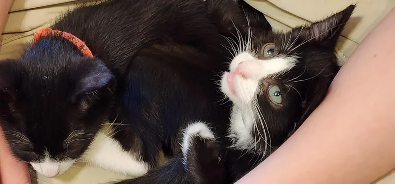 A baby small-sized female Black & White / Tuxedo Tuxedo cat named Marabell for adoption in Orange, CA