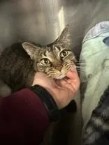 A senior medium-sized female Tabby (Brown / Chocolate) Domestic Short Hair cat named Lucille for adoption in Manitowoc, WI