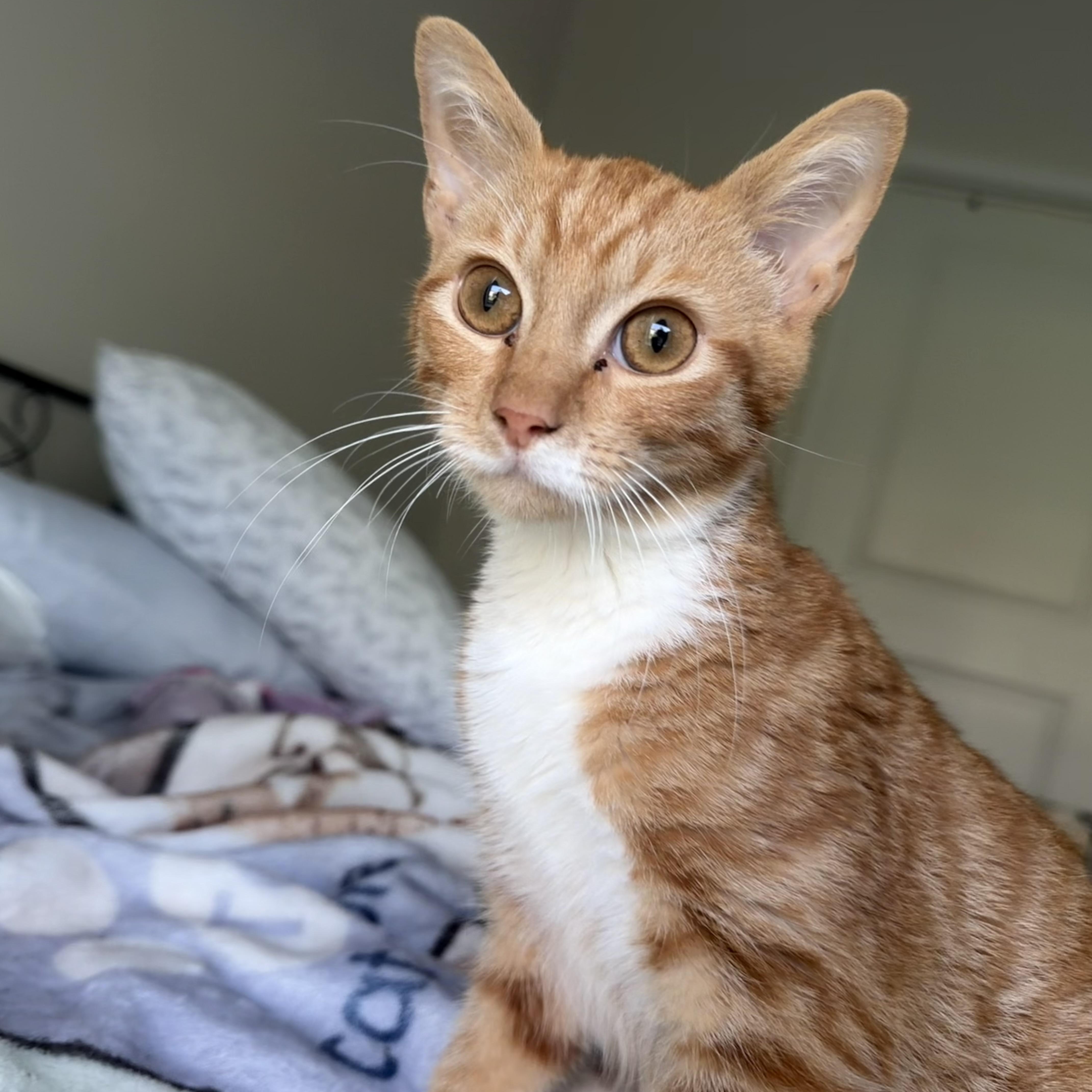 A baby small-sized male Domestic Short Hair cat named Hercules for adoption in North Myrtle Beach, SC