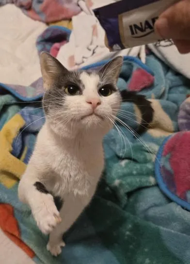 An adult medium-sized male Gray & White Domestic Short Hair cat named Jimbo for adoption in Liverpool, TX