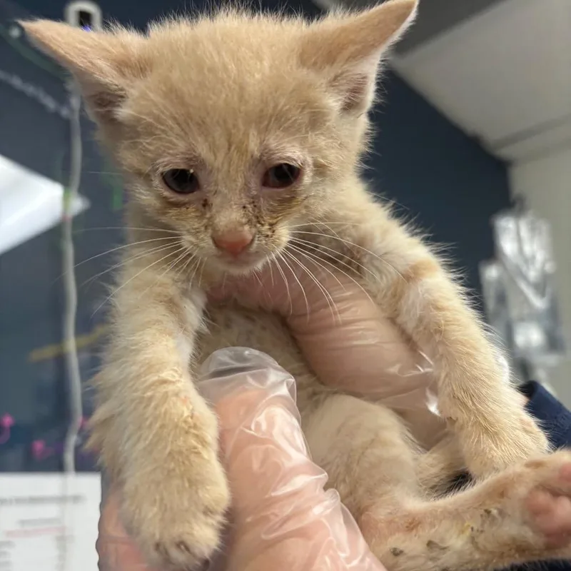 A baby small-sized male Buff / Tan / Fawn Domestic Short Hair cat named Nerf for adoption in Newark, NJ