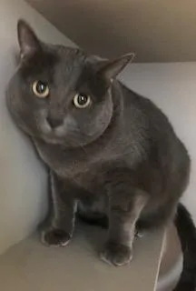 An adult large-sized female Gray / Blue / Silver Domestic Short Hair cat named Luna for adoption in Phoenix, AZ