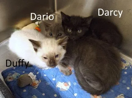 Duffy thumbnail 2