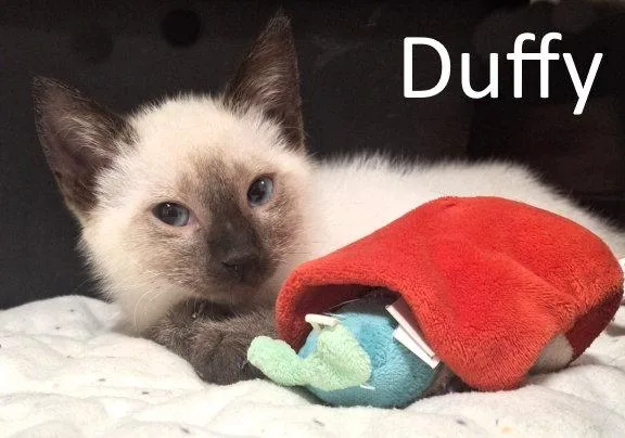 Duffy thumbnail 3