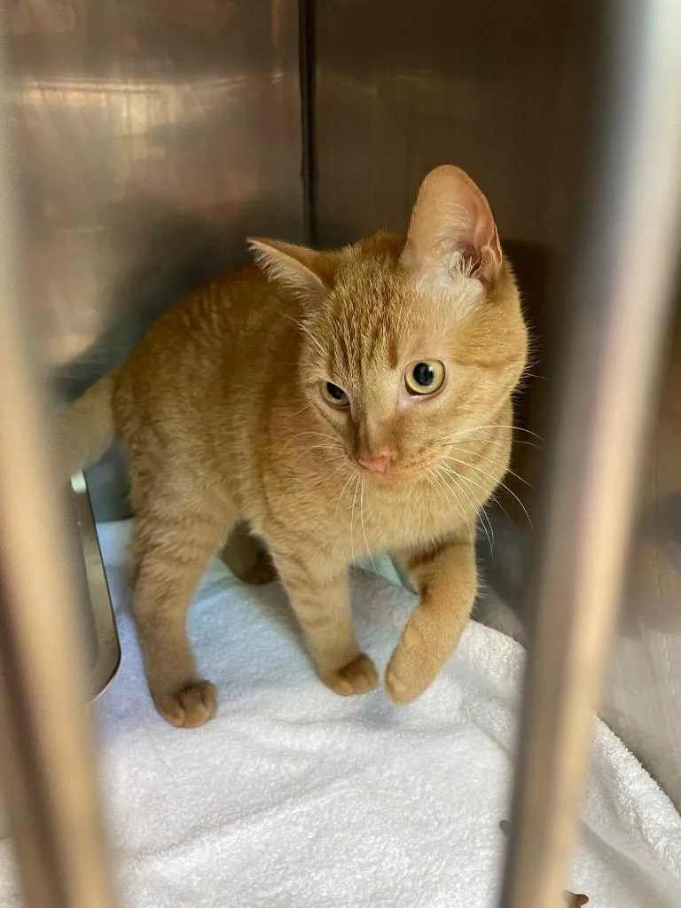A young medium-sized male Domestic Short Hair cat named Circus Peanut for adoption in Fall River, MA