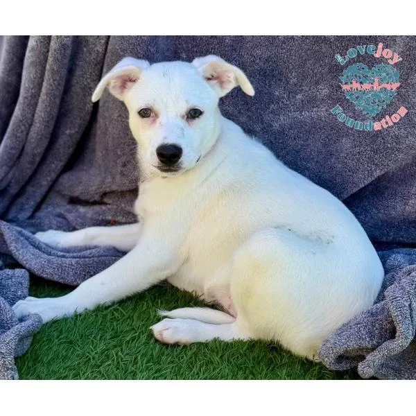 A baby medium-sized male White / Cream Australian Cattle Dog / Blue Heeler dog named Logan for adoption in Inglewood, CA