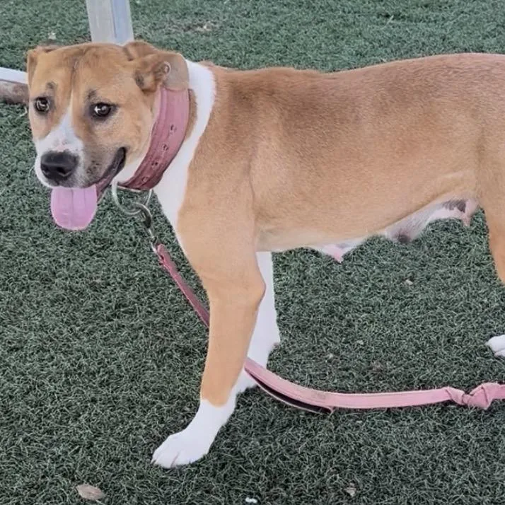 A young medium-sized female Yellow / Tan / Blond / Fawn Mixed Breed dog named Caramel for adoption in Bennettsville, SC
