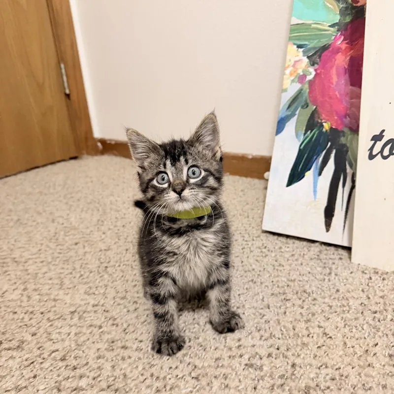 A baby small-sized male Brown / Chocolate Domestic Short Hair cat named Zuko C for adoption in Princeton, MN
